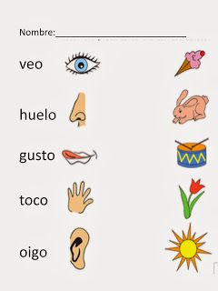 5 Senses in Spanish