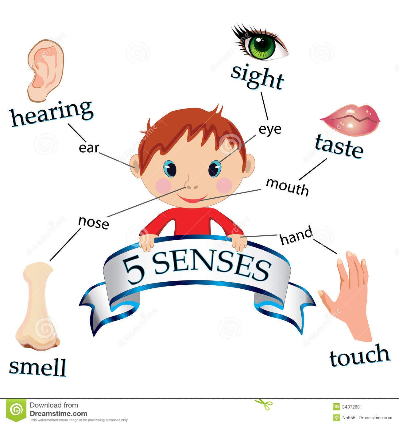 5 senses clipart toddler,