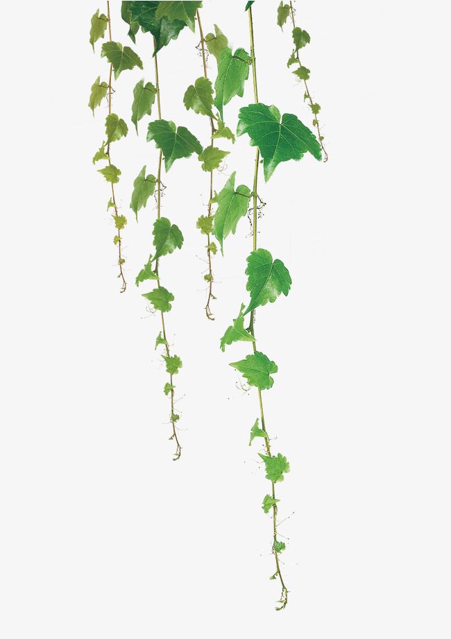 Green leaf vine.