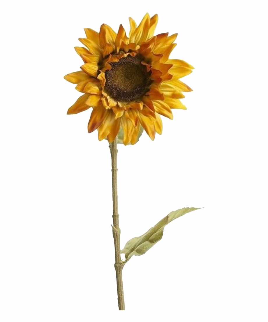 Sunflower polyvore yellow.