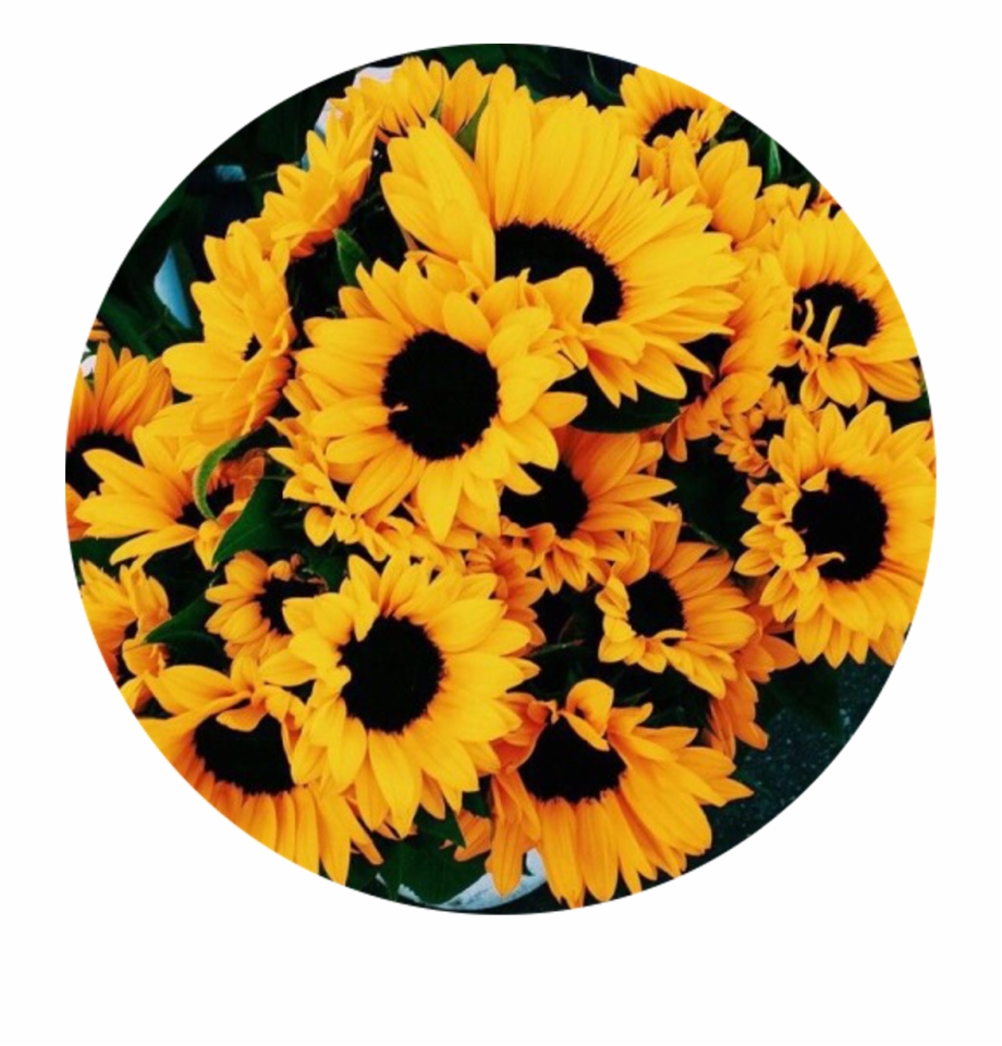 Sunflowers png transparent.