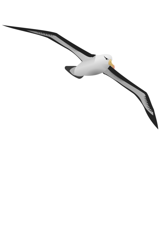 Albatrossbirdcharadriiformes png clipart.