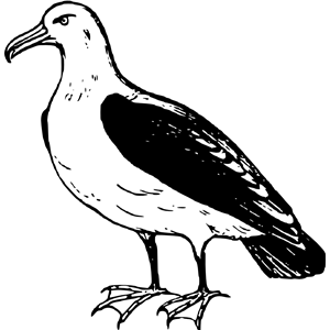 albatross clipart