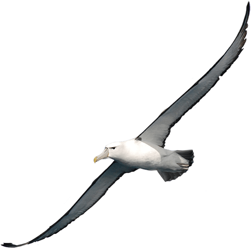 Download albatross clipart.
