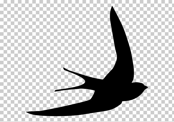 Bird common swift.
