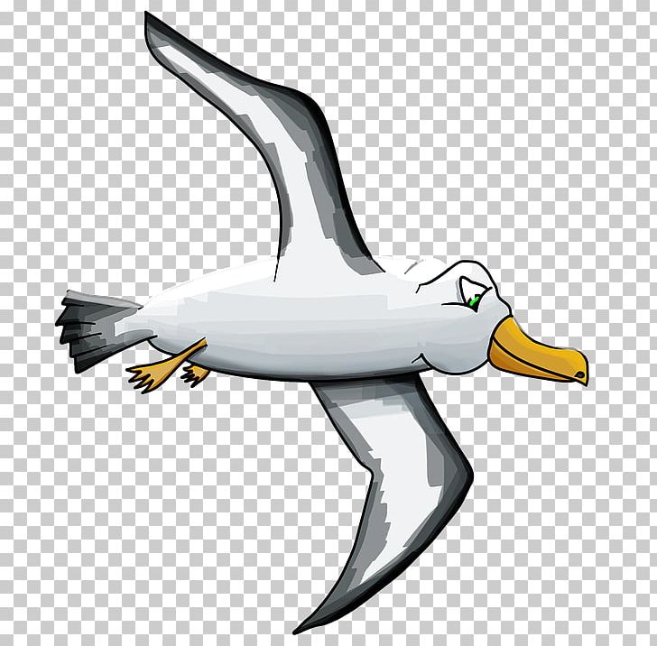 Bird gulls albatross.