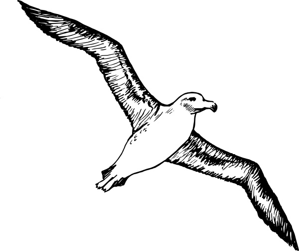 Albatross clip art Free vector in Open office drawing svg