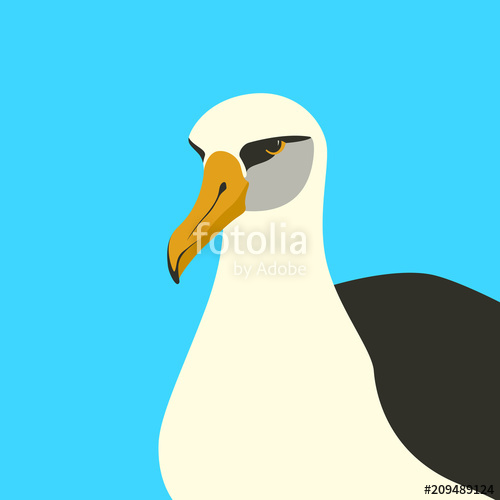 Free albatross clipart.