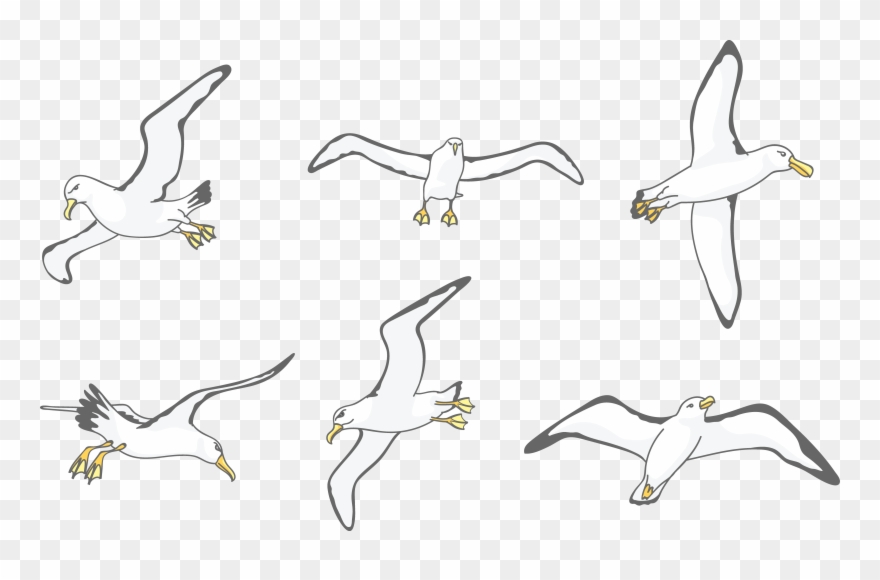 Download Albatross Drawing Wing