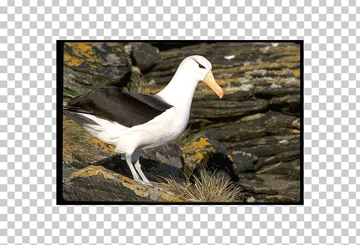 Gulls bird gannets.