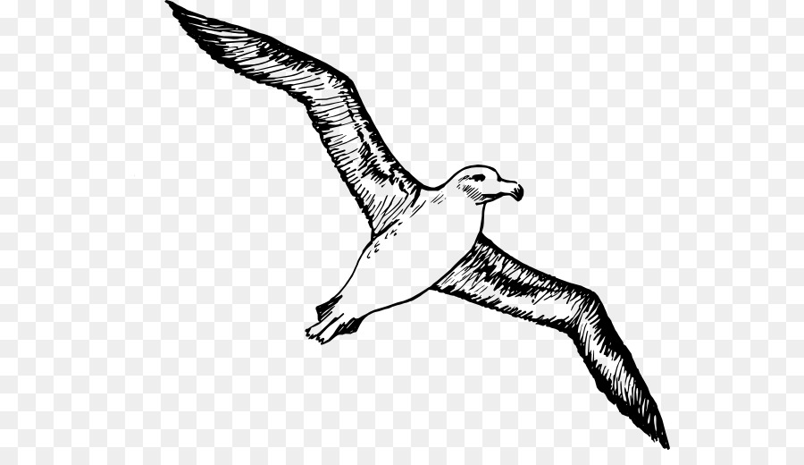 albatross clipart gannet