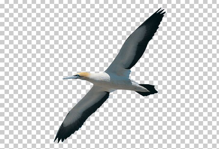 Gannet bird migration.