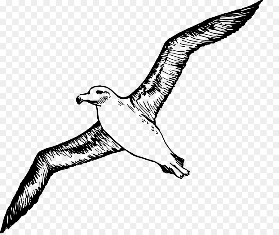 Download 175+ Albatross Coloring Pages PNG PDF File - Download Free