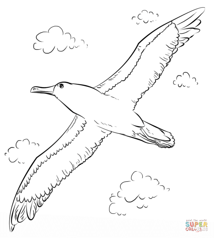 Albatross coloring pages