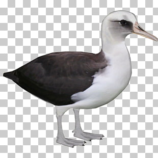 Great albatross png.