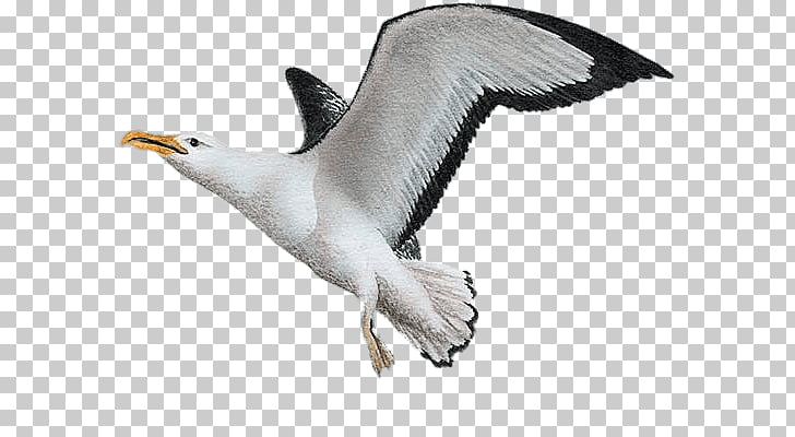 Albatross Painting, white and black seagull PNG clipart