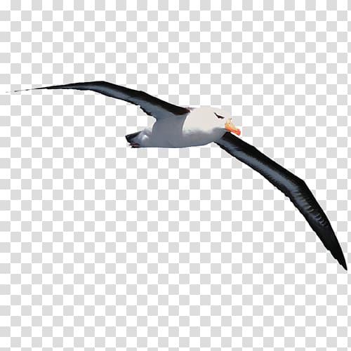 Gulls Jonathan Livingston Seagull Book Albatross Beak, book