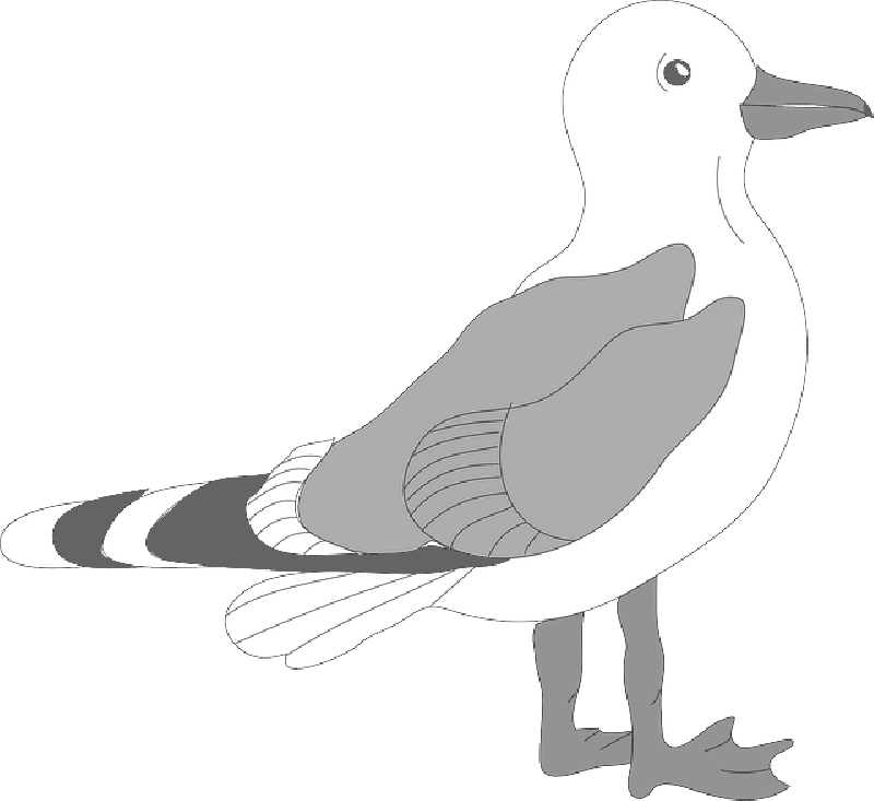 Seagull png transparent.