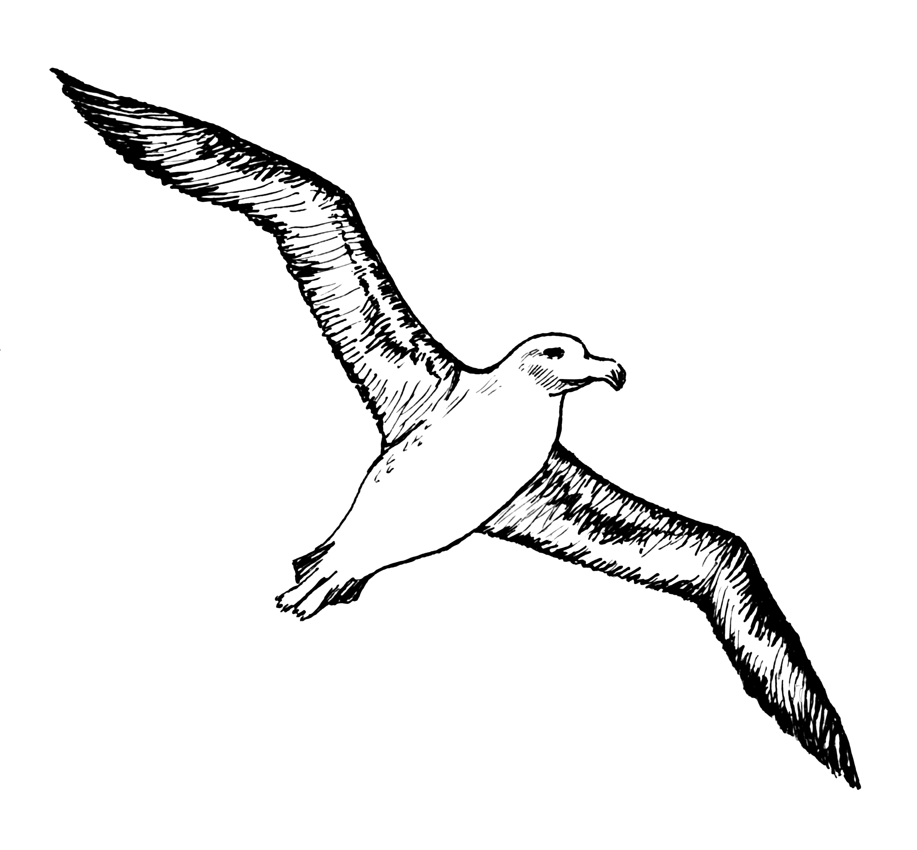 Bird albatross tattoo.