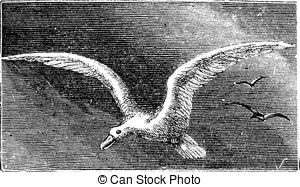 Albatross illustrations and.