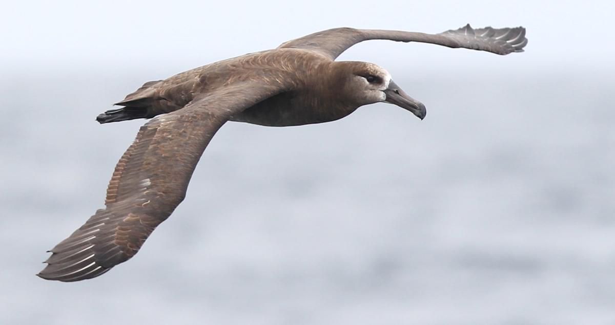Blackfooted albatross overview.