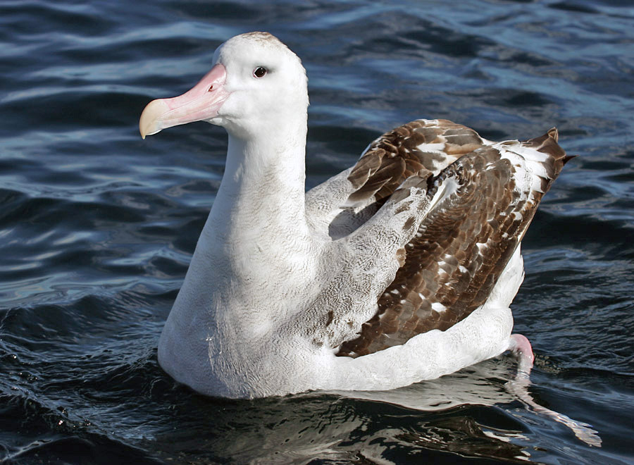 albatross clipart skua