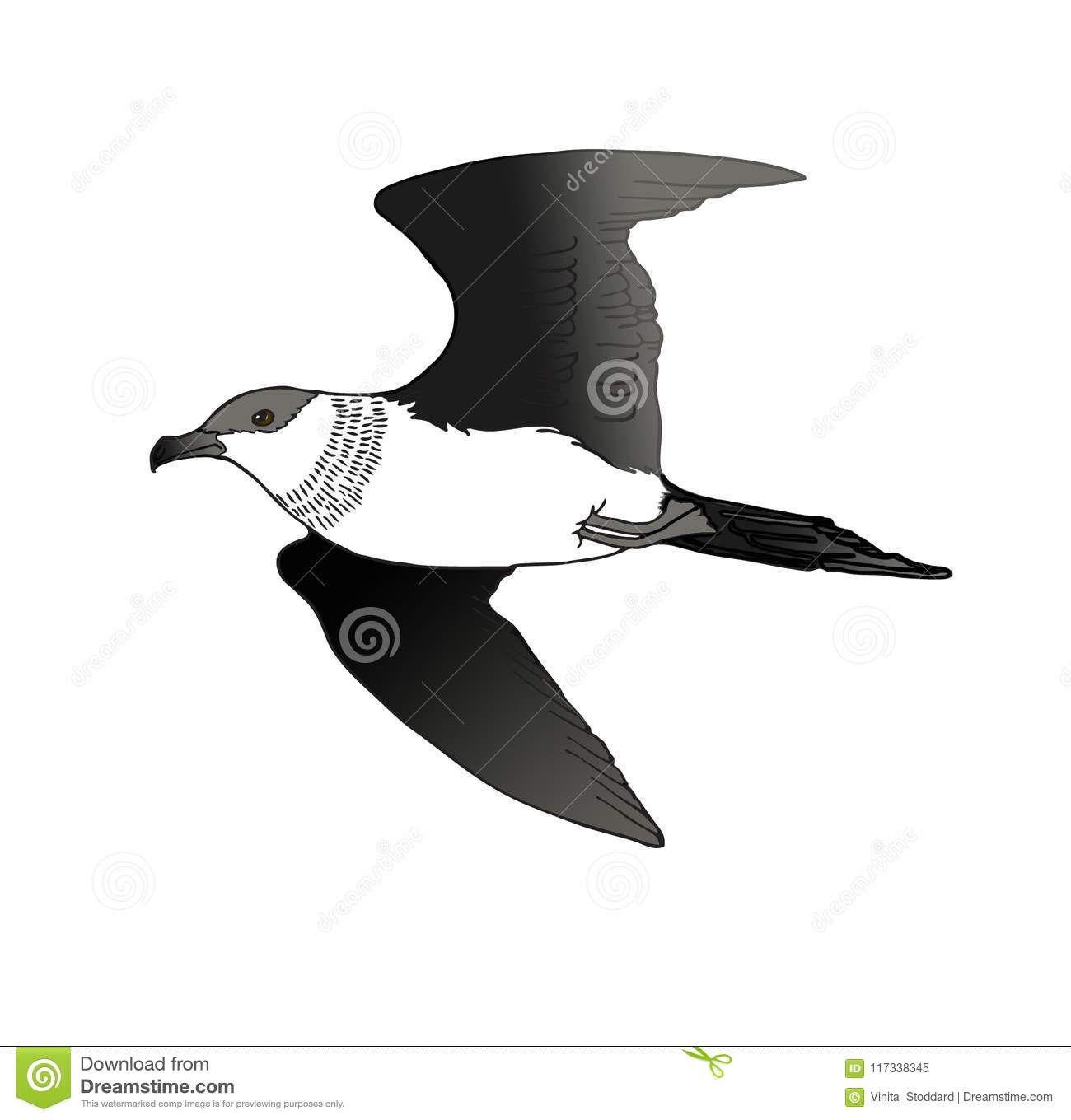 Simple Illustration Of An Arctic Skua Bird Stock