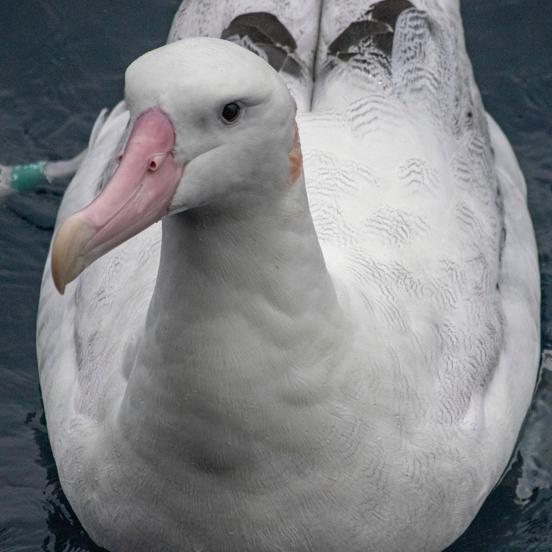 Albatrosses Explore the world of Instagram