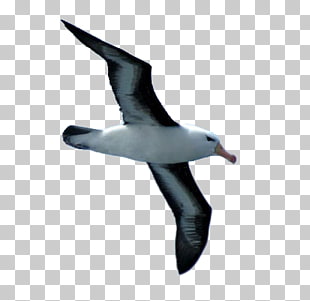 Albatros png cliparts.