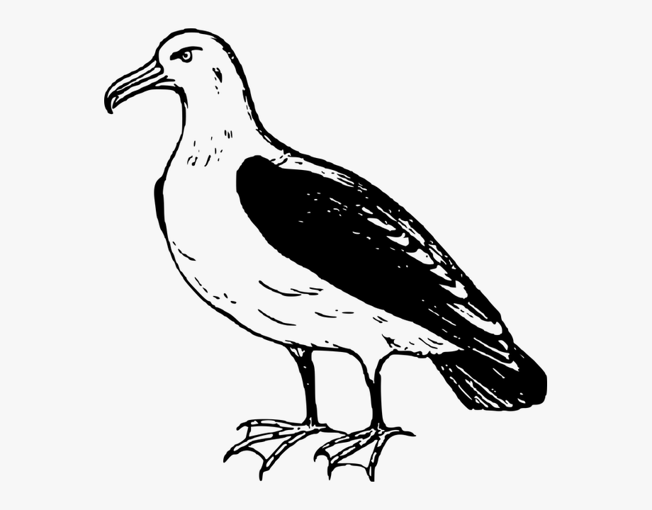Albatross animal bird.