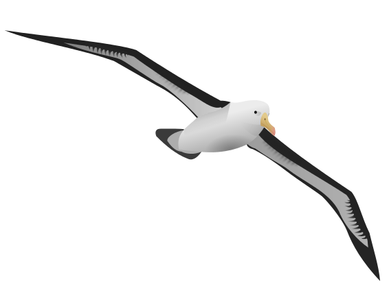 Albatross PNG Images Transparent Free Download
