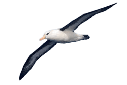 Albatross transparent PNG