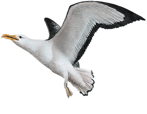 Albatross Painting transparent PNG