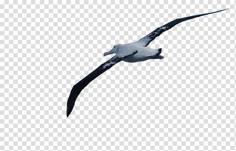 Wandering albatross Wing Beak Feather, albatross transparent