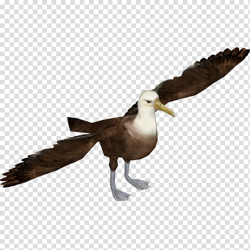 albatross clipart transparent background