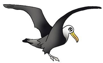 Free albatross clipart.