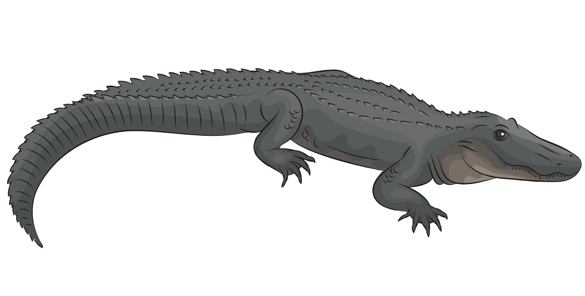 American alligator clipart