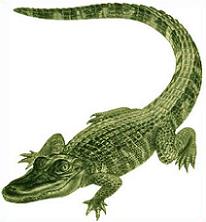 Alligator clipart american alligator, Alligator american
