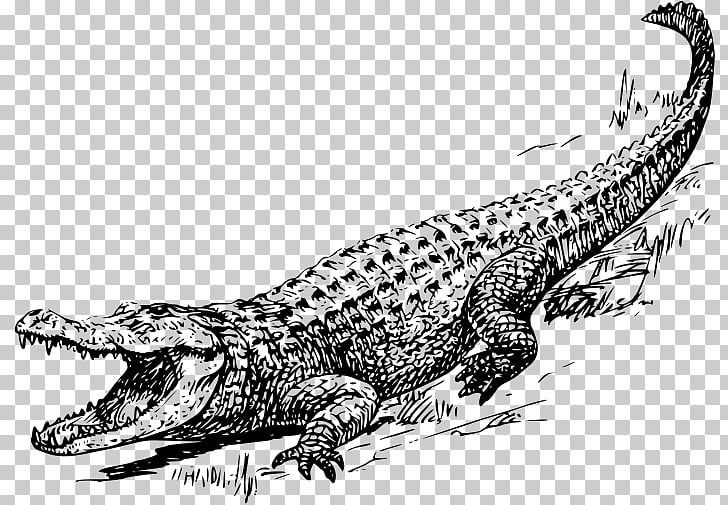 Crocodile american alligator.