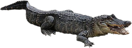 alligator clipart realistic