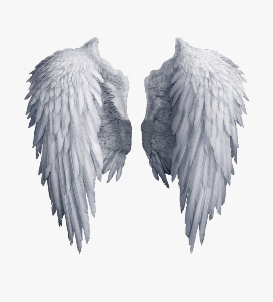 Angel wings png.
