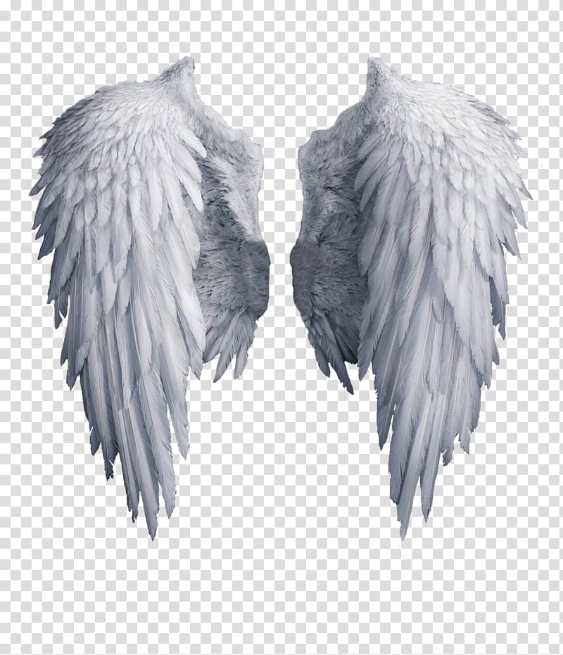 Angel wings white.