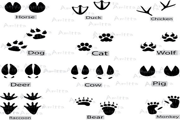 Different animal footprints.