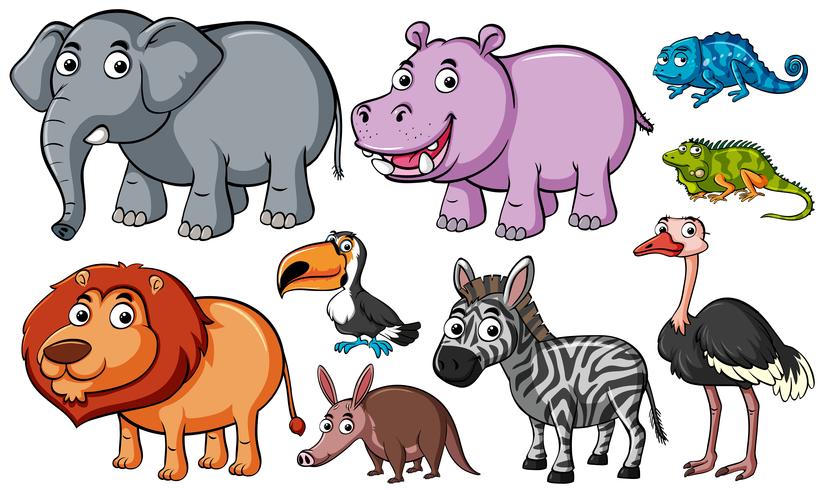 Different kinds animals.