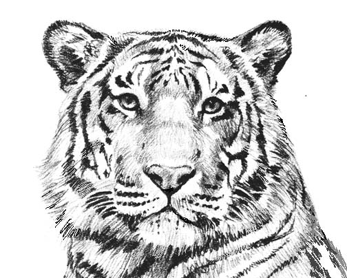animals black and white clipart realistic