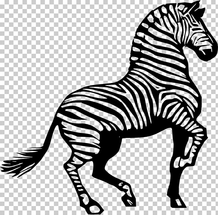 Zebra black and.