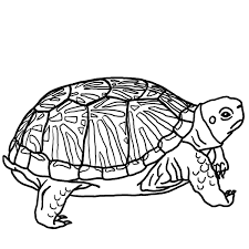 Image result for realistic turtle coloring pages