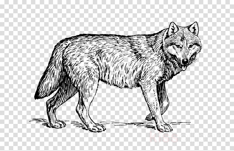 Realistic animal clipart black and white clipart images