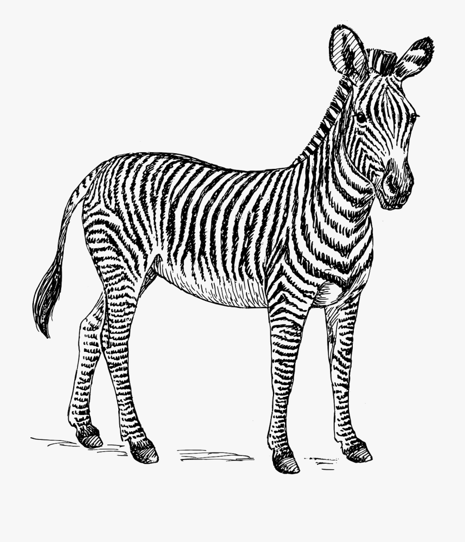 Zebra safari africa.