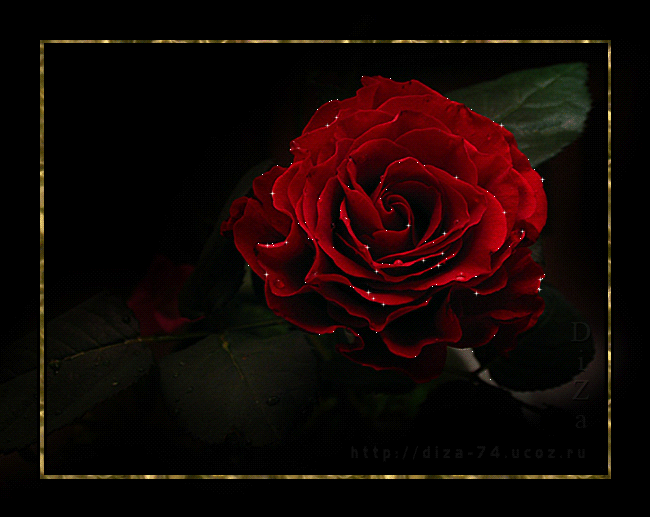 Beautiful Red Rose Gif Animation